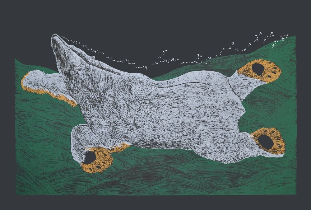 Tim Pitsiulak Inuit Screenprint 45 x 30 1200 swimming bear polar bear input print cape dorset spring release