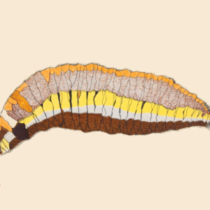 PAPIARA TUKIKI Woollybear Caterpillar, 2014 Lithograph Printer: Nujalia Quvianaqtuliaq 51 x 66.3 cm; 20 x 26 in. $480 US