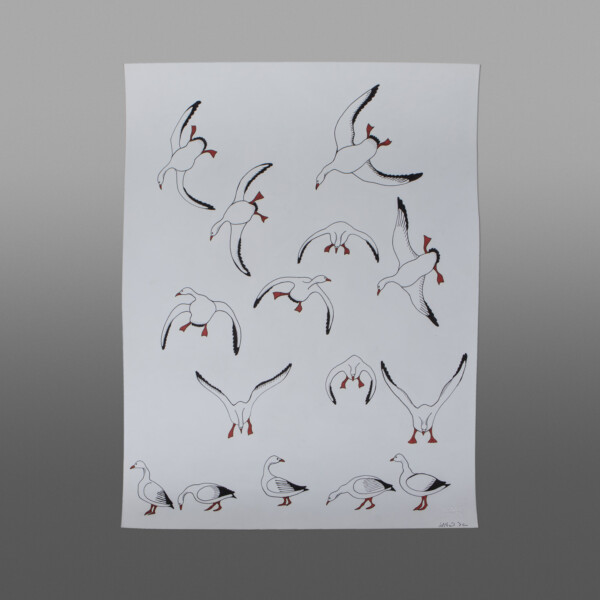 Snow Geese
