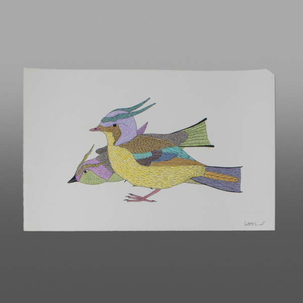 Colorful Birds