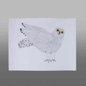 Snowy Owl