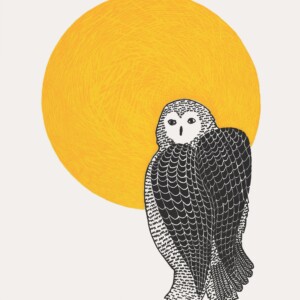 Sunlit Owl Pee Ashevak