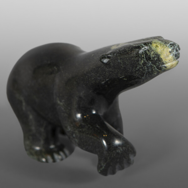 Searching Bear
