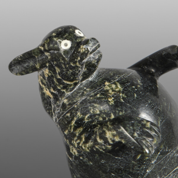 Startled Hare