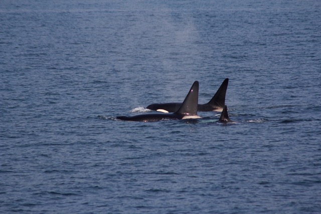 3 Bigg's/Transient Orca/Killer Whales among the San Juan islands, WA, USA