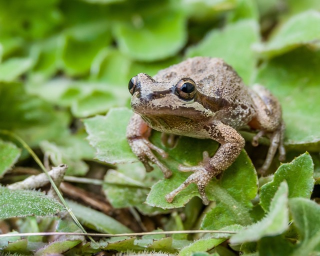 Pacific tree frogs (Pseudacris regilla) are common in Monterey, California. Their range includes California, Oregon, Washington, Canada and southern Alaska.  They can change between green and brown.