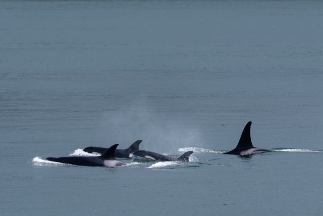 Pod of orca's swimming in the Salish sea in British Columbia Canada