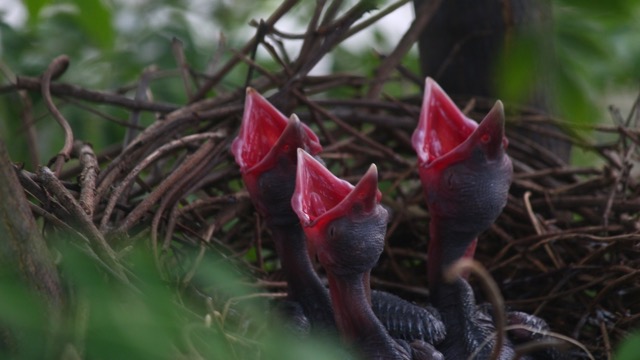 A closeup of hungry baby crows in the nest. Crow chicks in the nest.