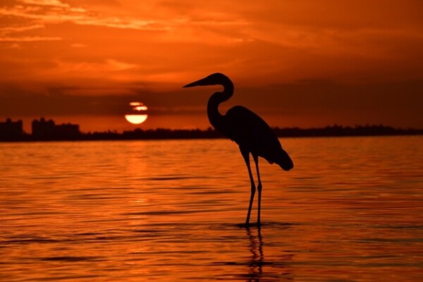 Great Blue Heron at Sunset bird sea