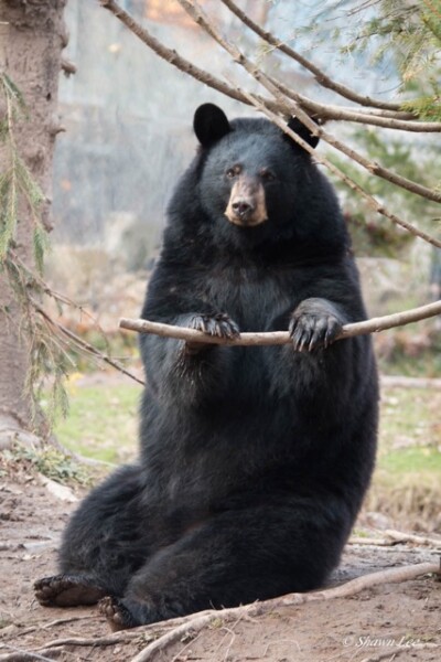Closeup of a black bear sitting in a forest