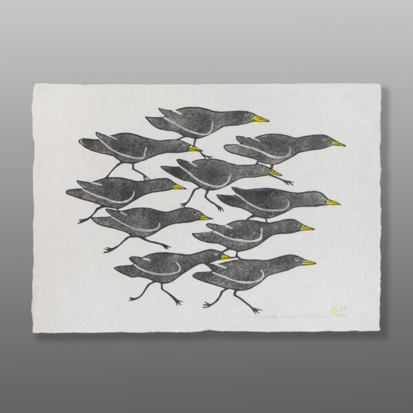 Ravens Noah
