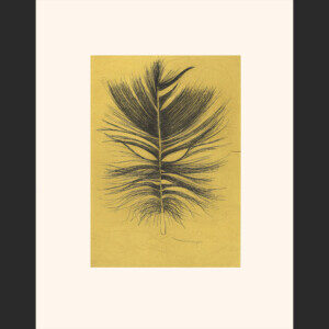 PADLOO SAMAYUALIE
31. Feather
Etching & Chine Collé
Paper: Arches White
Printer: Studio PM
51 x 39.5 cm
20" x 15½”
$ 500
400