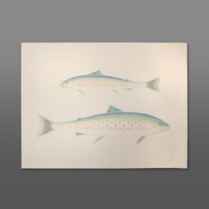 Arctic Char in the Sea
Annago Ashevak
Colored pencil on paper
20" x 26"
750