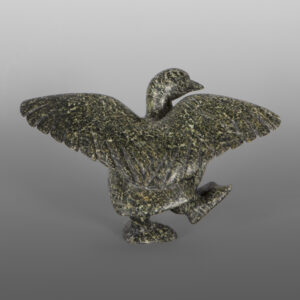 Preparing to Fly
Pudlalik Shaa
Inuit
Serpentine
11" x 7" x 6"
2,400